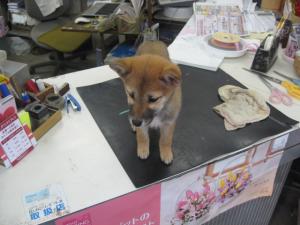 柴犬｜「一心園」　（東京都昭島市の花キューピット加盟店 花屋）のブログ