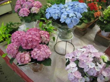 東北も早く暖かくなりますように・・・。｜「一心園」　（東京都昭島市の花キューピット加盟店 花屋）のブログ