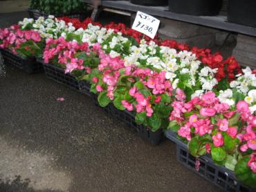 ・・・よかったぁ～～！！｜「一心園」　（東京都昭島市の花キューピット加盟店 花屋）のブログ