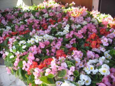 ちょっとバタバタでございます・・・。｜「一心園」　（東京都昭島市の花キューピット加盟店 花屋）のブログ
