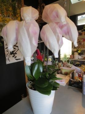 ちょっとホッとしています。｜「一心園」　（東京都昭島市の花キューピット加盟店 花屋）のブログ